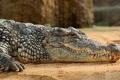 Полицейские нашли съевшего женщину аллигатора с жертвой в зубах